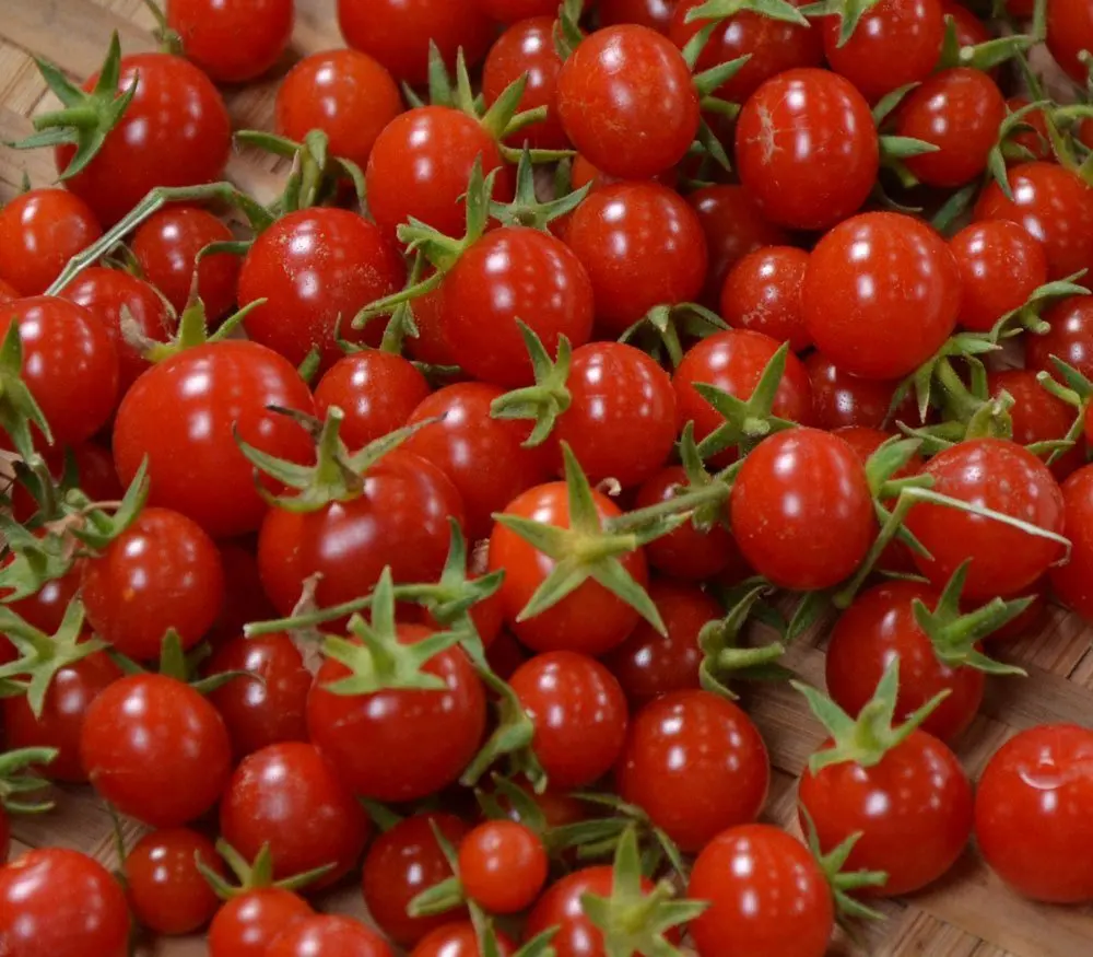 Sweet Million Cherry Tomato Tomato 150 Seeds By Jays Seeds Upc 643451295290 Organic