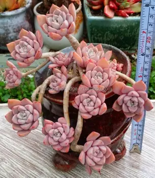 Succulent Plants Echeveria Pretty In Pink Bonsai Succulent Plants Echeveria Pretty In Pink Bonsai
