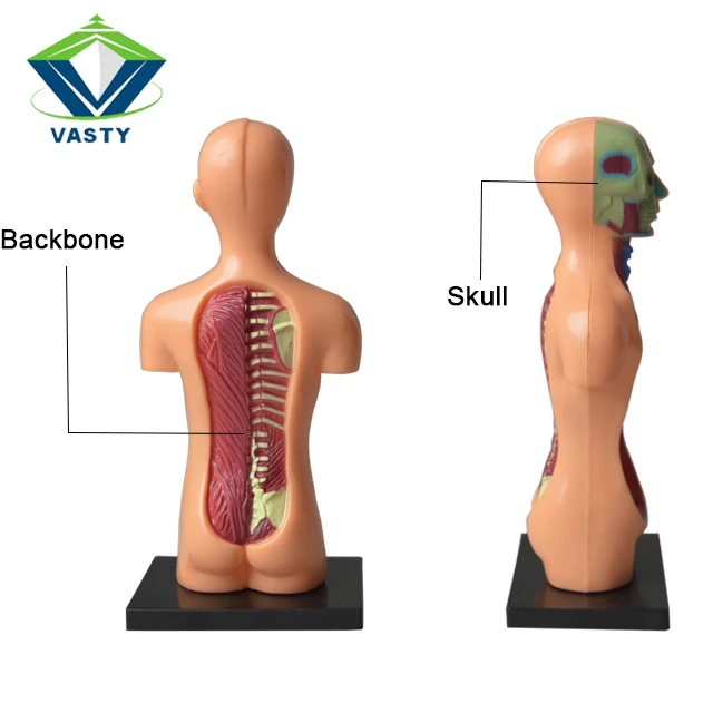 kids anatomy toy