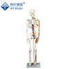 100% Brand New Medical Teach Human Anatomical Anatomy Skeleton Model For Sale