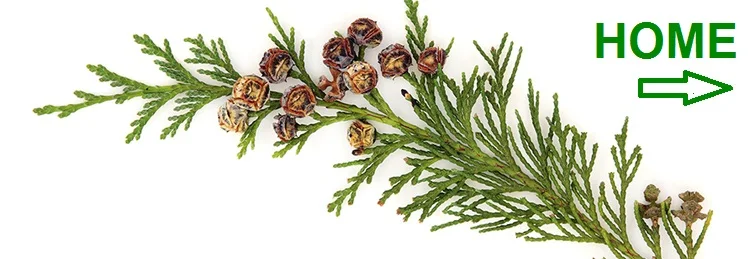 cedar HOME.jpg