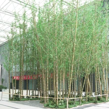 Promosi Pohon Bambu Beli Pohon Bambu Produk Dan Item
