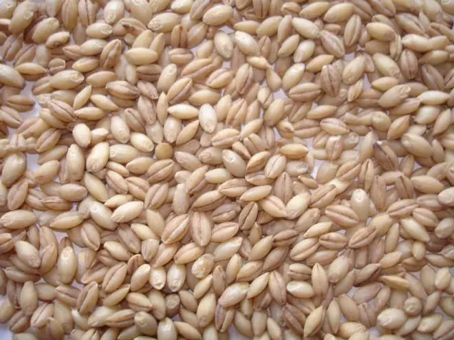 barley peeler polisher 4.jpg