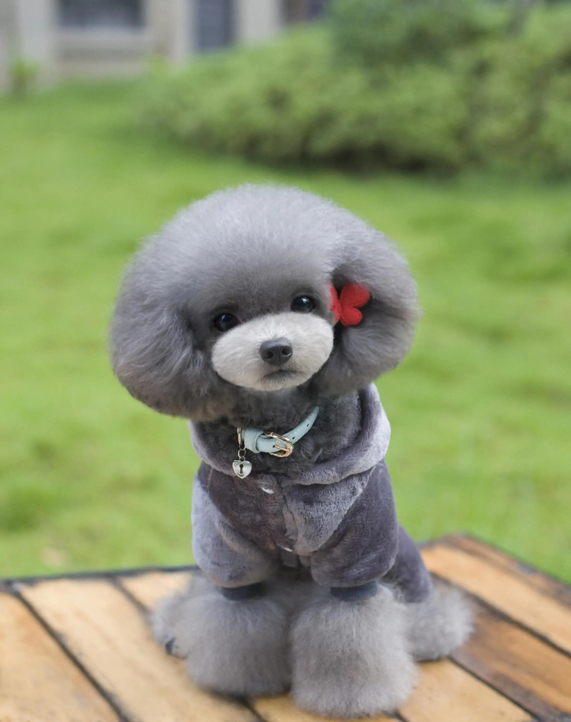 High Quanlity Duffy Bear Display Pet Clothes