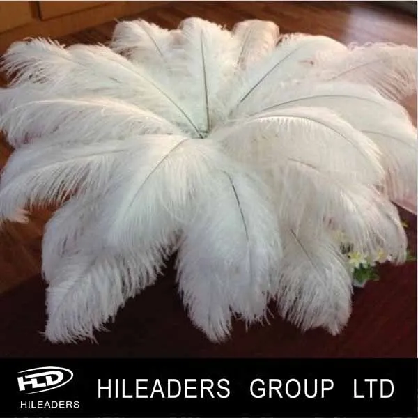ostrich feathers.jpg