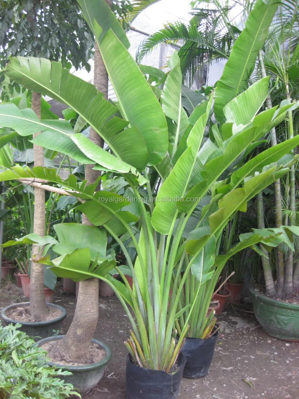 Ravenala Madagascariensis-travelers Palm-trees-plants High 2-7m - Buy ...