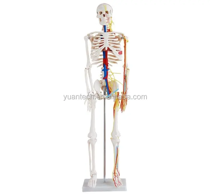 Ya L012b Medium Model Kerangka Manusia Dengan Jantung Dan Pembuluh Darah 85 Cm Tinggi Buy Skeleton Model Model Anatomi Manusia 85 Cm Model Kerangka Product On Alibaba Com