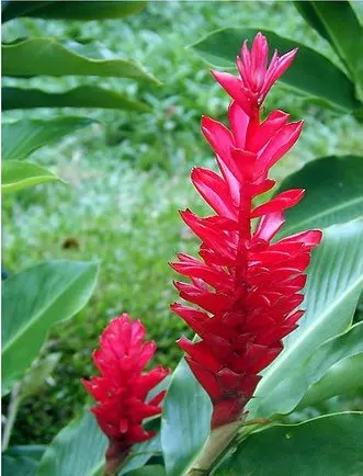 Red Ginger Heliconia Buy Heliconia Product On Alibaba Com