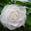 Camellia Japonica Seeds Factory Directly Supply Wholesale Price White Camellia Flower Seed