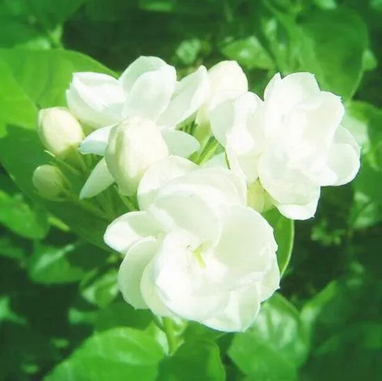 100% natural high quality jasmine extract,jasmine flower extract