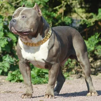 pitbull on chain