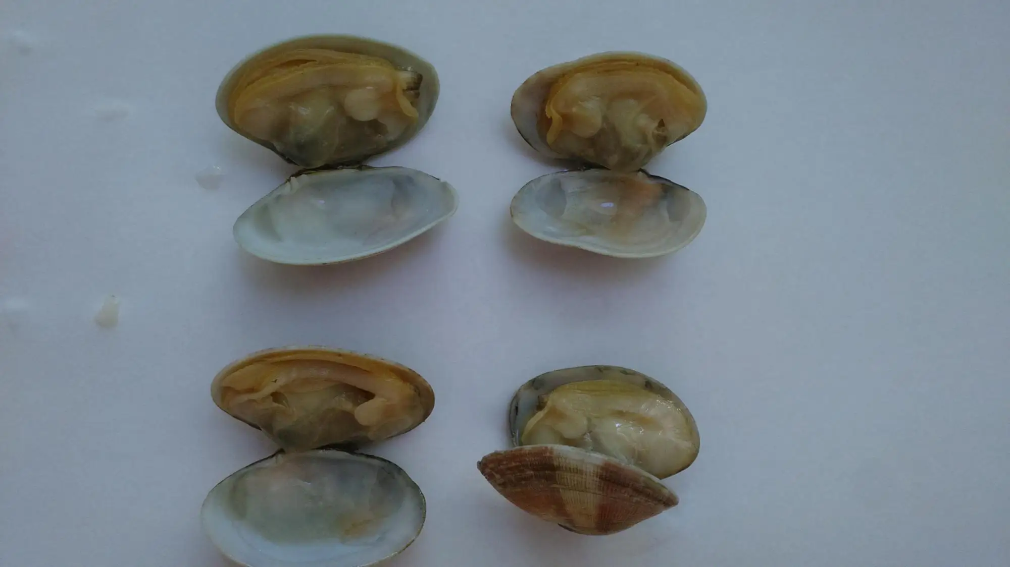 cheap great taste good quality vacuum packed short necked clam with shell