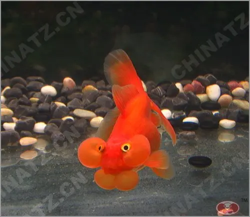 bubble eye goldfish for sale