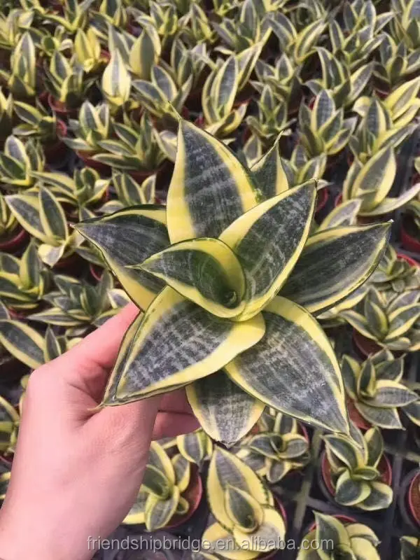 sansevieria hahnii (2).jpg