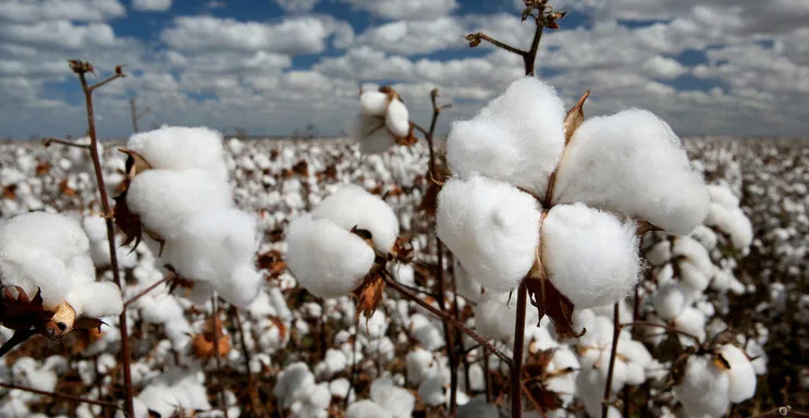cotton.jpg