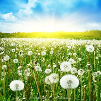 Dandelion Bunga Dengan Langit Biru Desktop Segar Wallpaper Buy