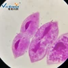 Parasitological prepared slides,medical parasite microscope slides,parasitology slides