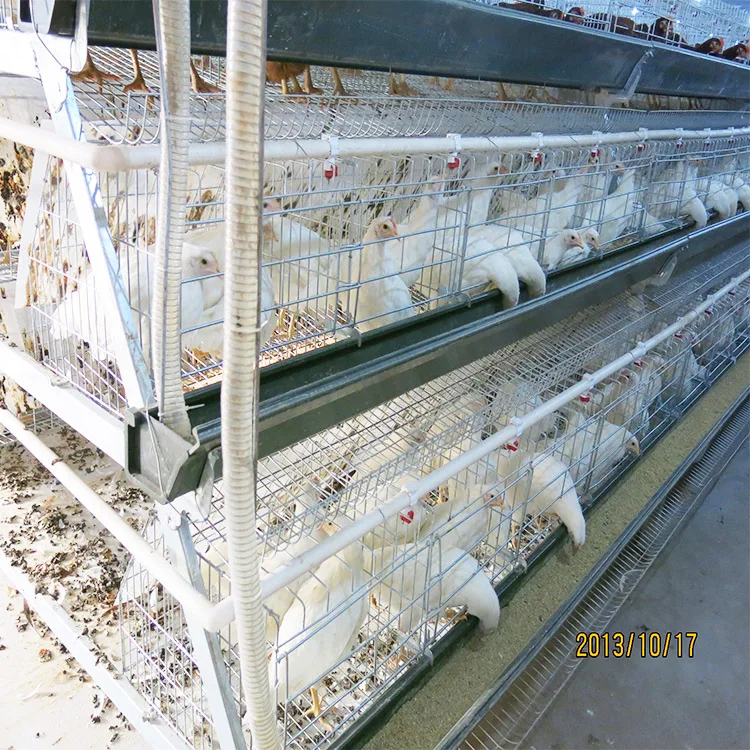 Download High-quality New Production 10000 Layer Chickens Farm Bird ...