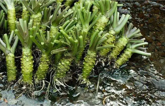 最畅销的高品质辣根干批发价格脱水辣根出售