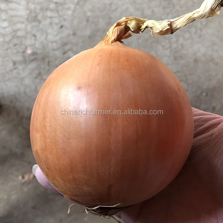 yellow onion (1)