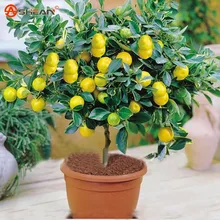 Pepper seeds, wild chili peppers seeds, millet pepper – 20 particles