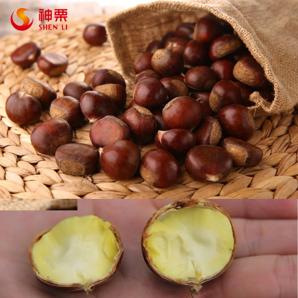 Hebei Fresh Chestnuts--New Crop and best quality