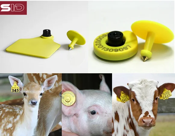 rfid tags cattle