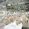 Halal chicken slaughter line poultry machine chicken meat processing equipment