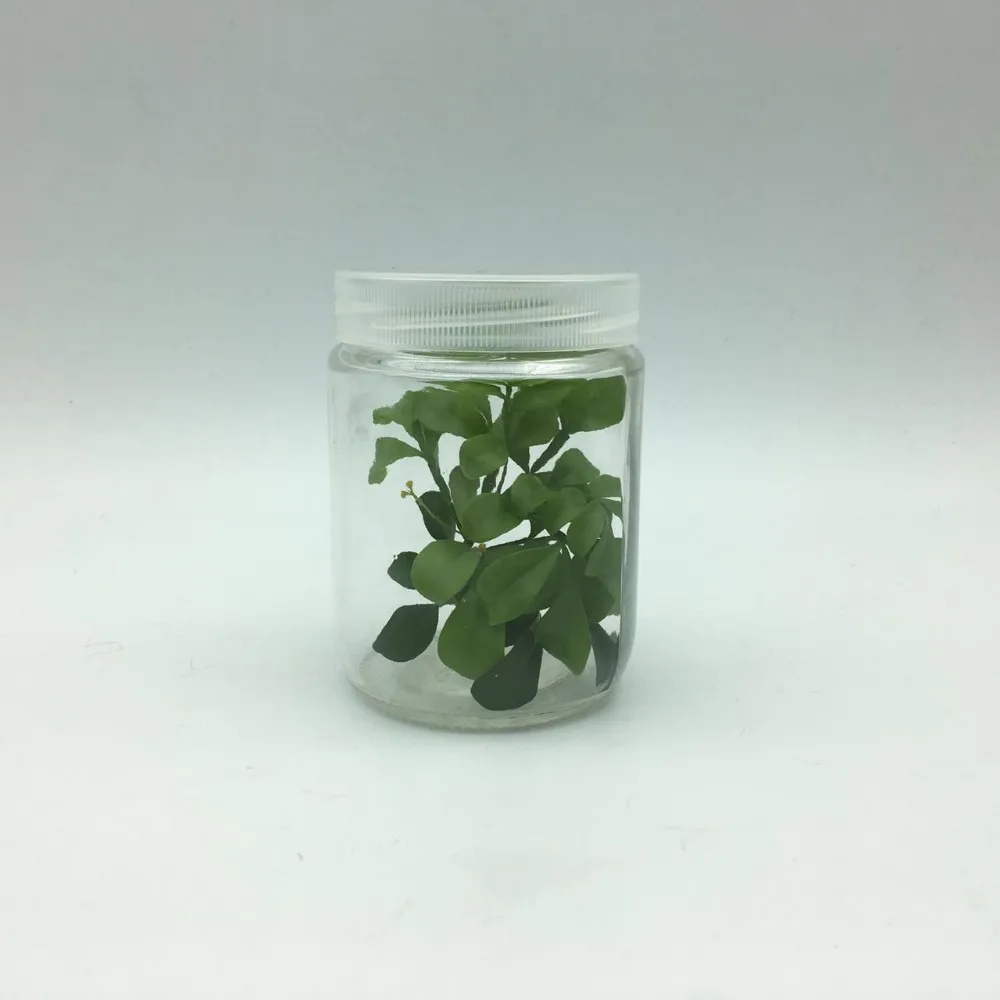 240毫升 8 盎司玻璃容器用于植物组织培养实验室设备罐/瓶