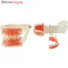 Removable teeth model training dental Model (28pcs,Soft Gum)