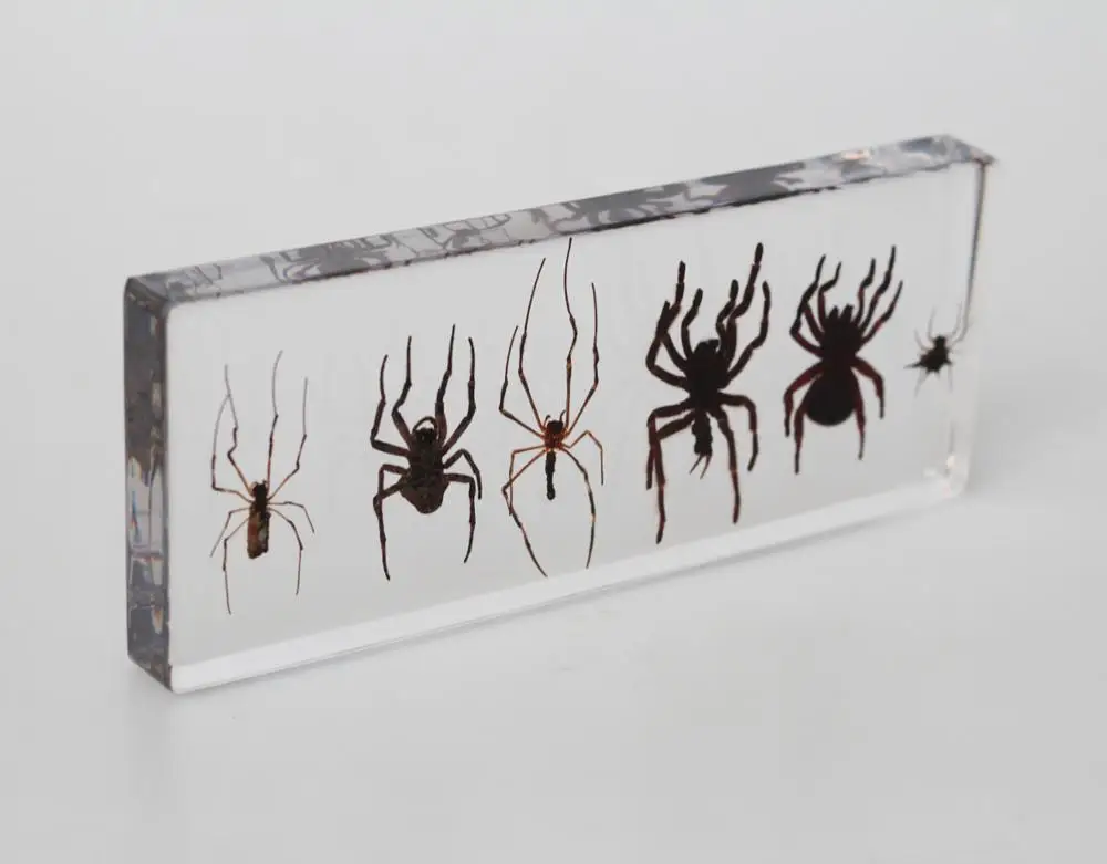 Wholesale 6 Kinds Of Real Spider Preserved Biological Specimens For