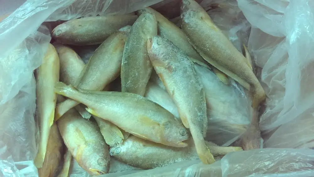 good qualityfrozen yellow croaker fish