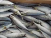 Frozen Sardine Fish and Other Seafood