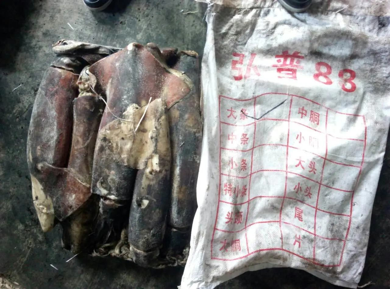 Giant squid  wr (9).jpg