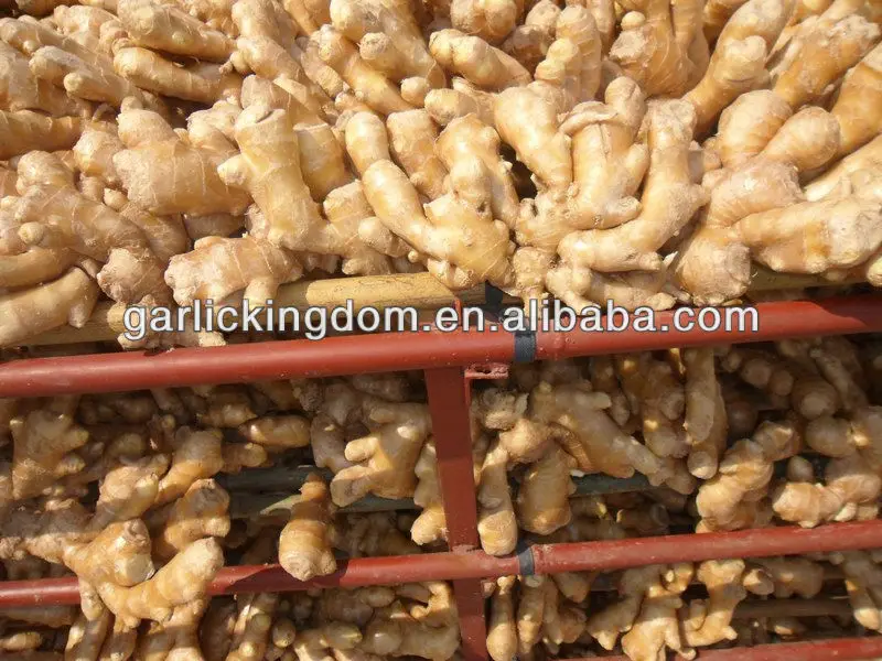 Fully Air Dried Ginger From Fty Gap/price Of Fresh Ginger/chinese Fresh