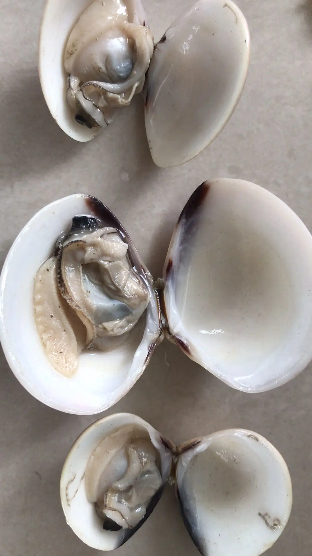 white clam 2