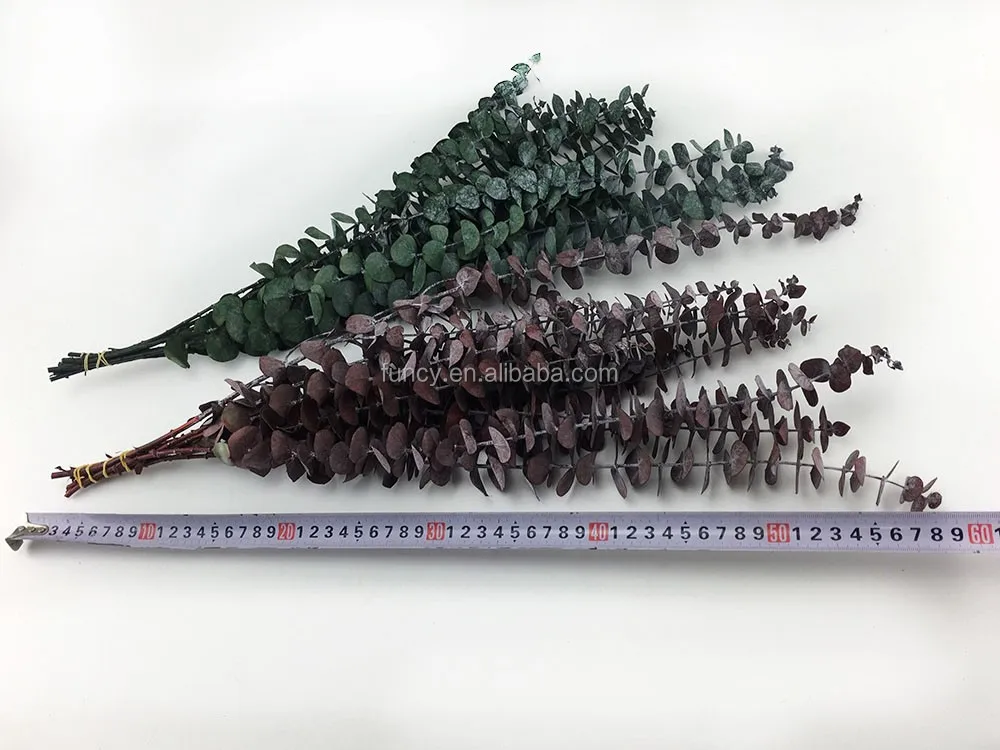 Preserved Foliage Round Preserved Eucalyptus Leaves For Home Decor