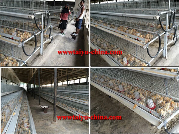 TAIYU Used Poultry Battery Cages for Sale in Nigeria, View used poultry ...