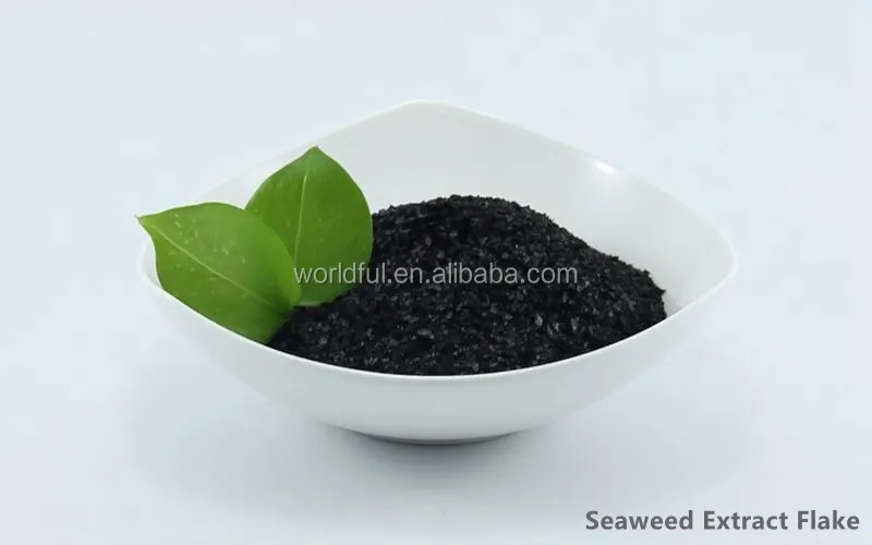 成長の改善と促進できる フレーク状 海藻抽出物肥料 海草抽出物肥料 Buy 海藻肥料 Product On Alibaba Com