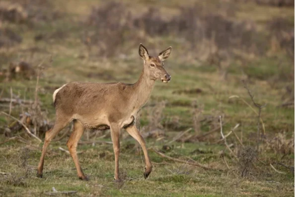 best seller oral clean eco friendly waxedreal silk in pocket