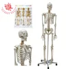 Standard skeleton rod mount Anatomical 3D 180cm Life Size Human Skeleton model