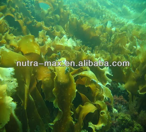 100% natural brown algae extract,brown algae extract powder