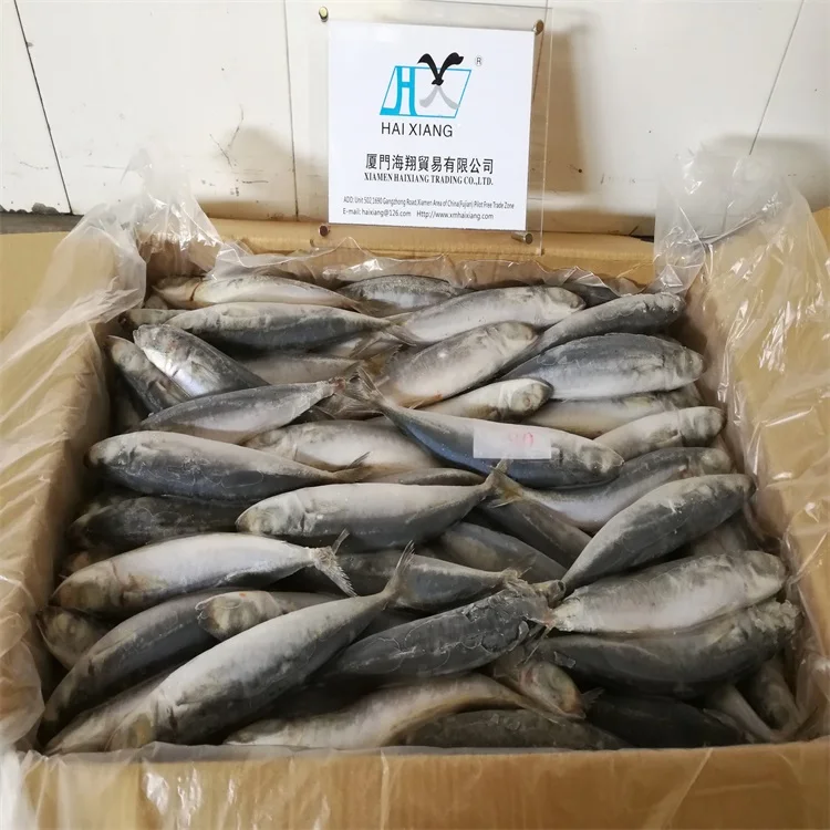 mackerel fish
