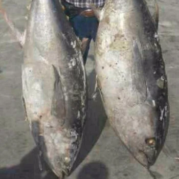 Frozen Yellowfin Tuna W/r - Buy Yellowfin Tuna,Tuna Fish 