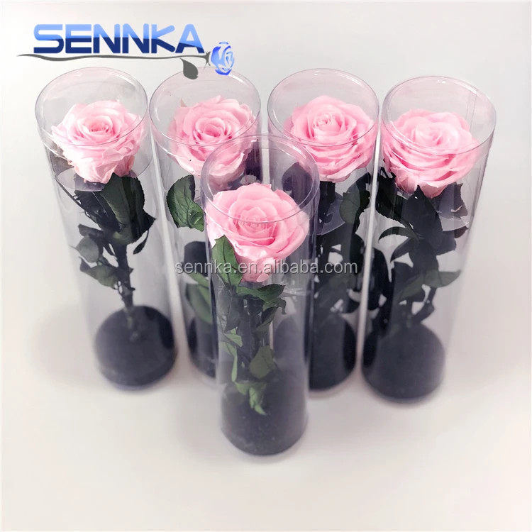 preserved rose 0522 (11)