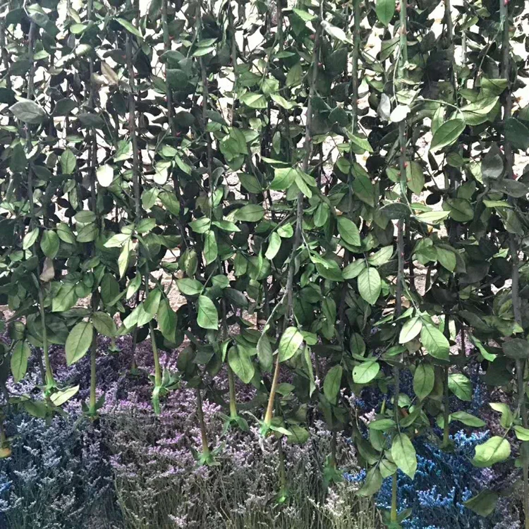 forever rose stem..JPG