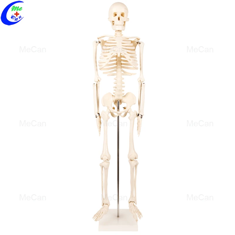 anatomy skeleton