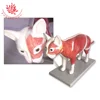 Medical students teaching tool Realistic Cat Anatomy veterinary model