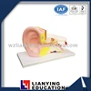 Ear Anatomic Medical Model