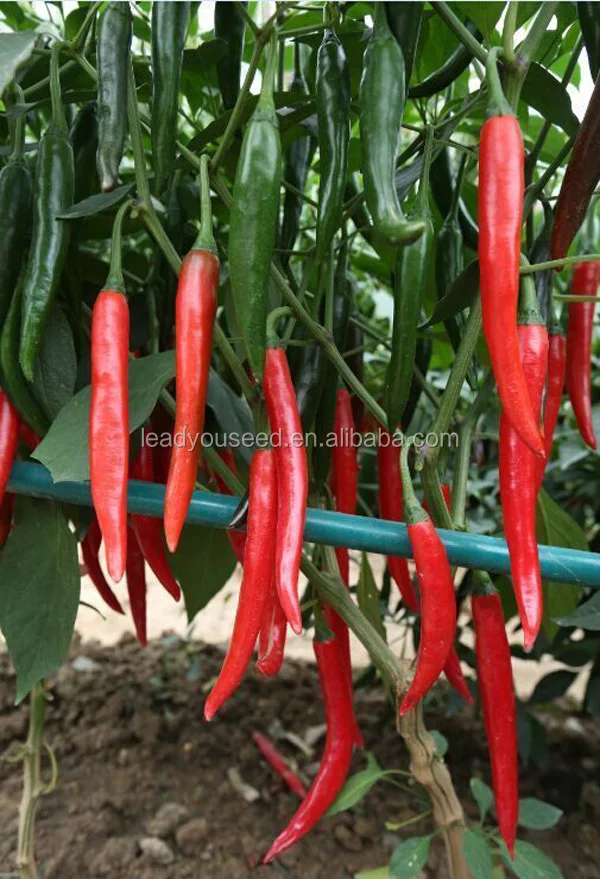 P27 Lamei f1 hybrid spicy dark green pepper seeds different types of seed.jpg
